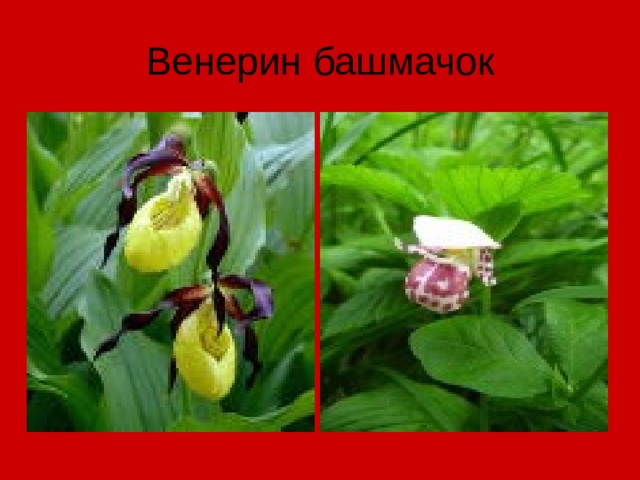 Венерин башмачок 