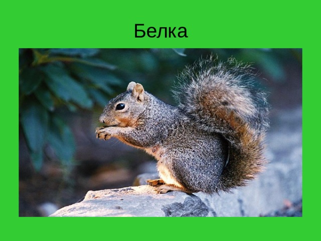 Белка 
