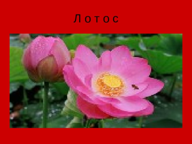 Л о т о с 
