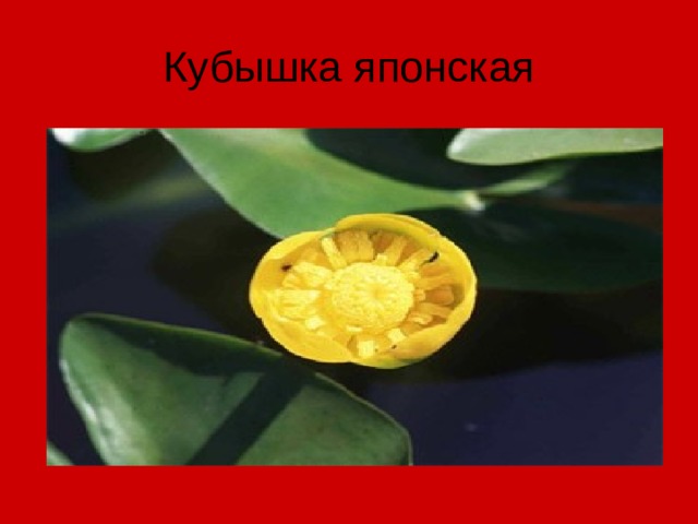 Кубышка японская 