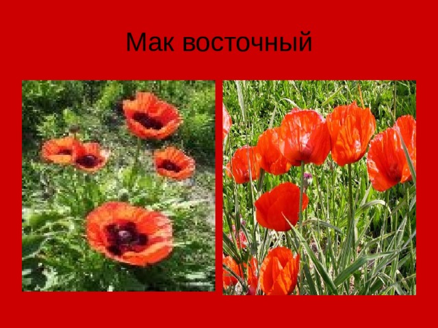 Мак восточный 