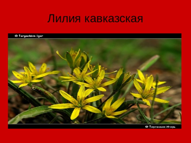 Лилия кавказская 