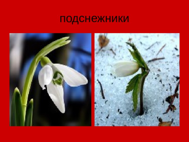 подснежники 