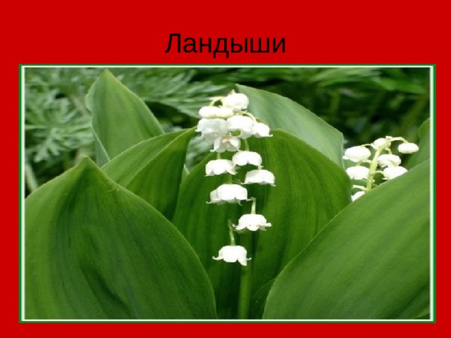 Ландыши 