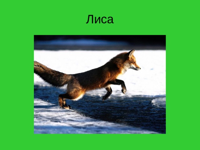 Лиса 