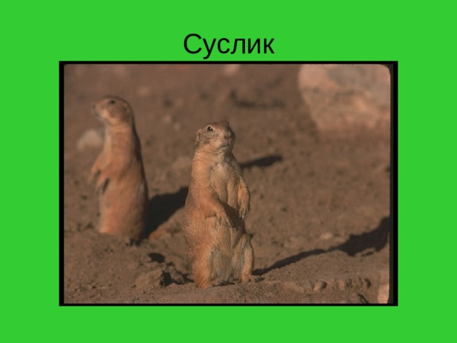 Суслик 