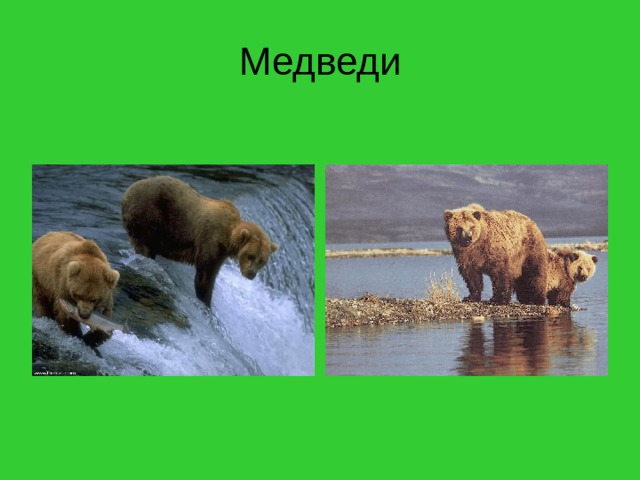 Медведи 