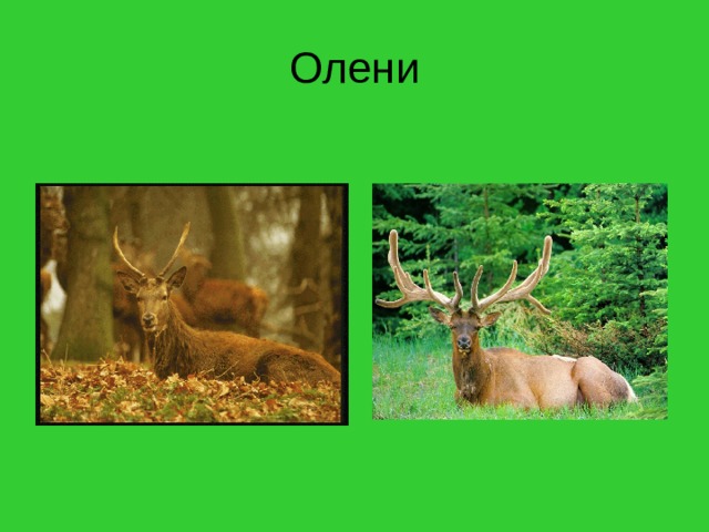 Олени 
