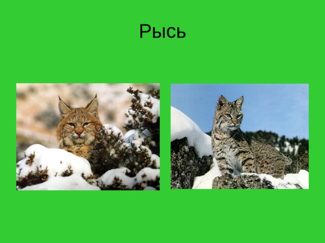 Рысь 