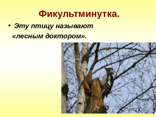 Фикультминутка. Эту птицу называют  «лесным доктором». 