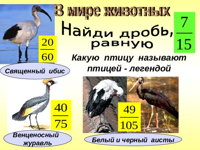 Какую птицу называют птицей - легендой Священный ибис Венценосный журавль Белый и черный аисты 3 