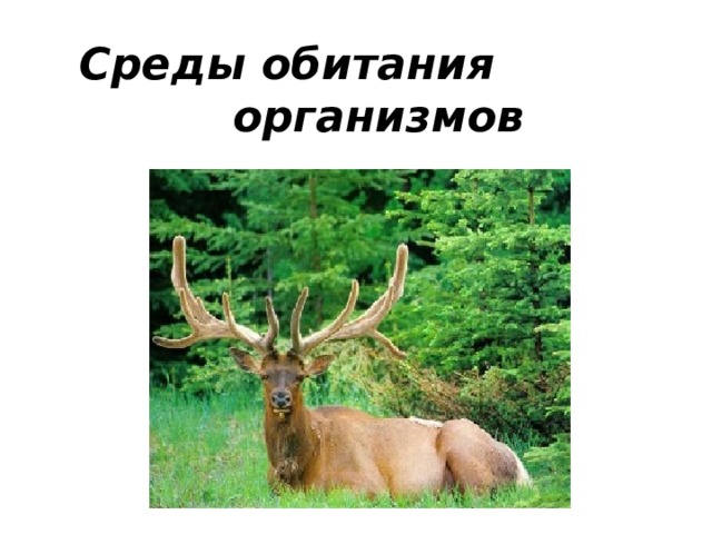 Среды обитания организмов 
