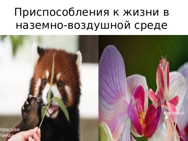Приспособления к жизни в наземно-воздушной среде сирень богомол Красная панда 