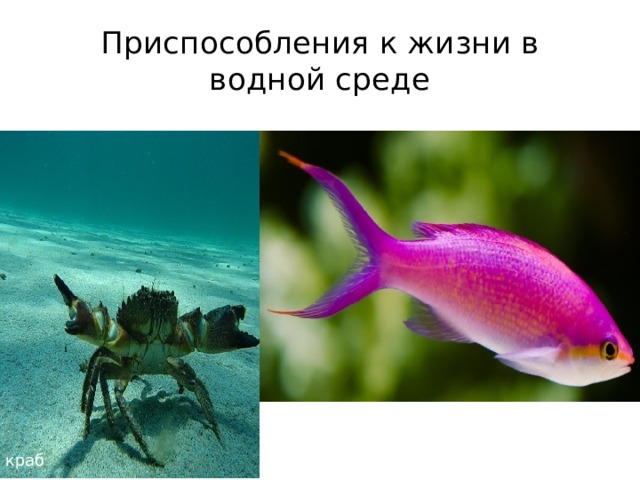 Приспособления к жизни в водной среде рыба аммонит краб 