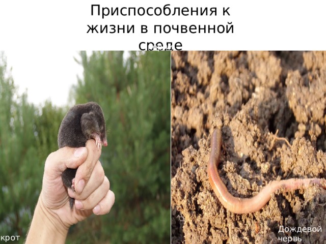 Приспособления к жизни в почвенной среде корни Дождевой червь крот 
