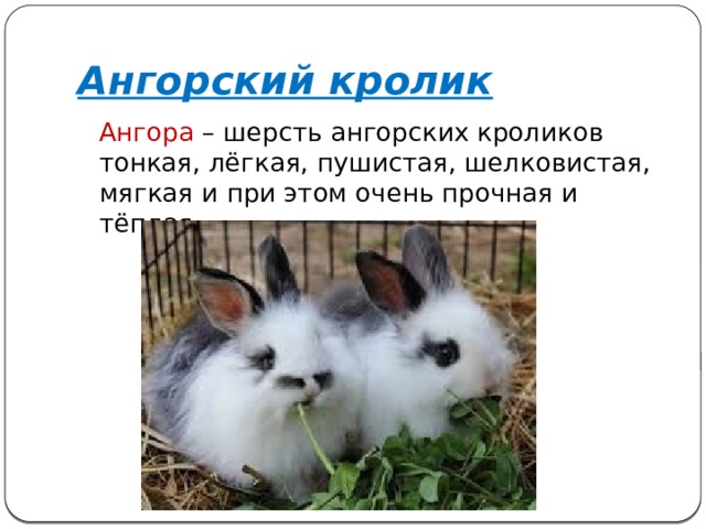 Ангорский кролик  Ангора – шерсть ангорских кроликов тонкая, лёгкая, пушистая, шелковистая, мягкая и при этом очень прочная и тёплая. 