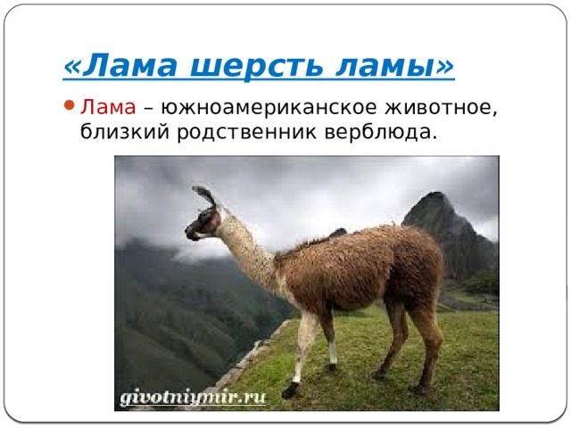 «Лама шерсть ламы» Лама – южноамериканское животное, близкий родственник верблюда. 
