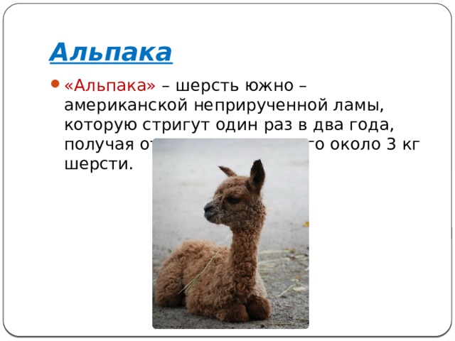Альпака «Альпака» – шерсть южно – американской неприрученной ламы, которую стригут один раз в два года, получая от одного животного около 3 кг шерсти. 