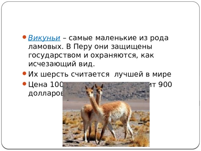Викуньи – самые маленькие из рода ламовых. В Перу они защищены государством и охраняются, как исчезающий вид. Их шерсть считается лучшей в мире Цена 100г шерсти викуньи стоит 900 долларов и больше 