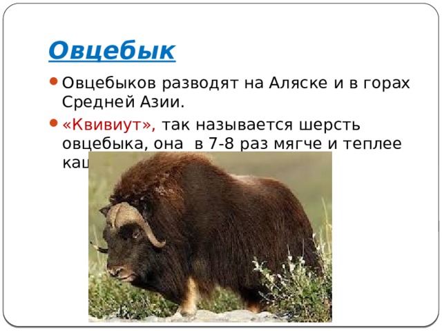 Овцебык Овцебыков разводят на Аляске и в горах Средней Азии. «Квивиут», так называется шерсть овцебыка, она в 7-8 раз мягче и теплее кашемира 