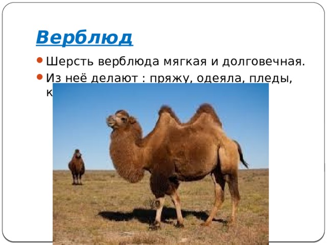 Верблюд Шерсть верблюда мягкая и долговечная. Из неё делают : пряжу, одеяла, пледы, ковры 