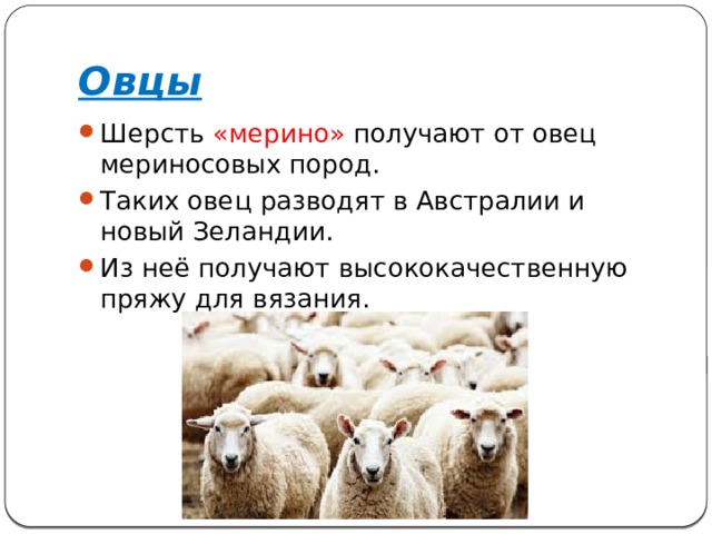Овцы Шерсть «мерино» получают от овец мериносовых пород. Таких овец разводят в Австралии и новый Зеландии. Из неё получают высококачественную пряжу для вязания. 