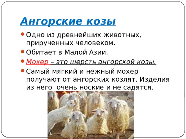 Ангорские козы Одно из древнейших животных, прирученных человеком. Обитает в Малой Азии. Мохер – это шерсть ангорской козы. Самый мягкий и нежный мохер получают от ангорских козлят. Изделия из него очень ноские и не садятся. 