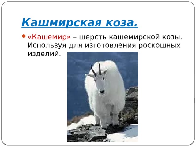 Кашмирская коза. «Кашемир» – шерсть кашемирской козы. Используя для изготовления роскошных изделий. 