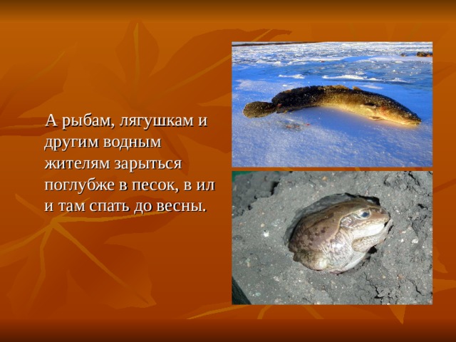  А рыбам, лягушкам и другим водным жителям зарыться поглубже в песок, в ил и там спать до весны. 