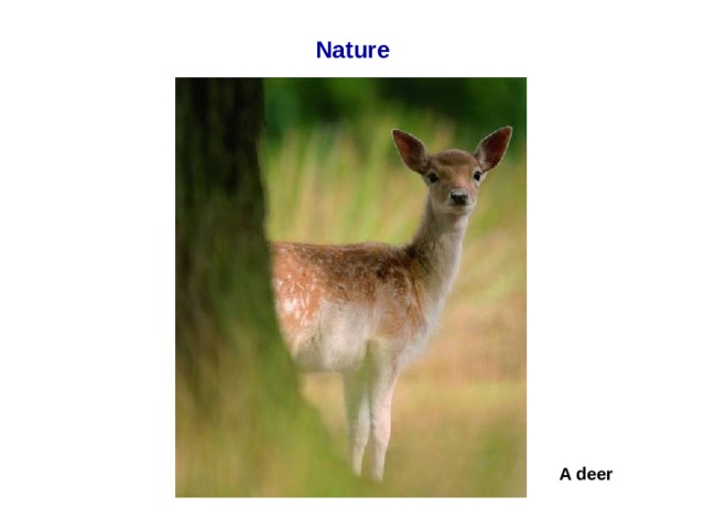 Nature A deer  