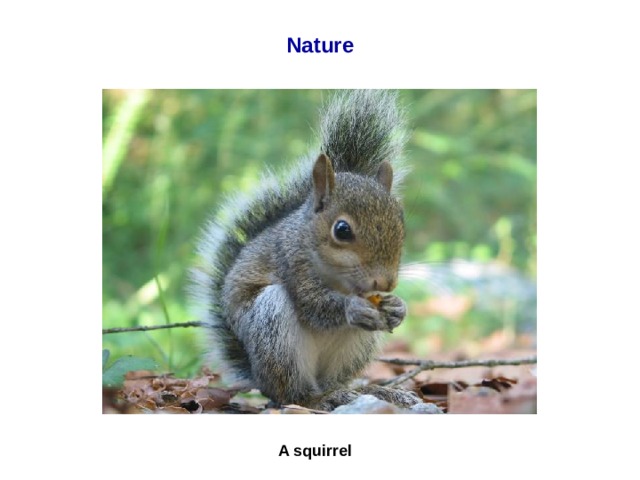 Nature A squirrel  