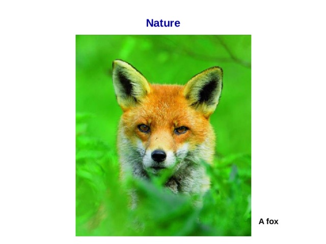 Nature A fox  