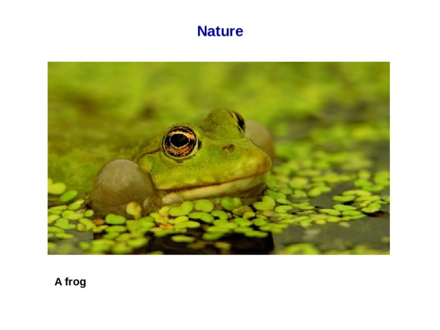 Nature A frog  
