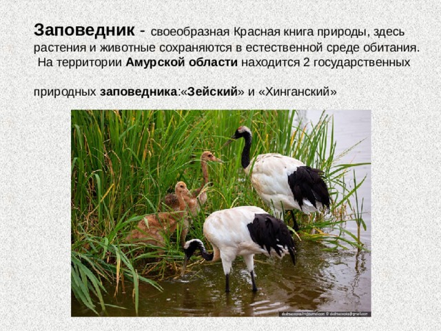 Заповедник - своеобразная Красная книга природы, здесь растения и животные сохраняются в естественной среде обитания.  На территории Амурской области находится 2 государственных природных заповедника :« Зейский » и «Хинганский»  