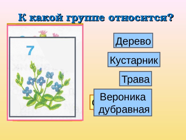 К какой группе относится? Дерево Кустарник Трава Вероника  дубравная Одуванчик Орешник Калина Сосна Клён Репейник 