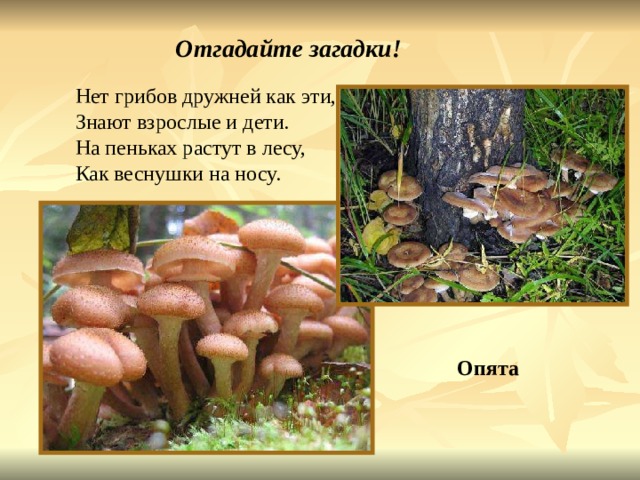 Отгадайте загадки! Нет грибов дружней как эти, Знают взрослые и дети. На пеньках растут в лесу, Как веснушки на носу. Опята Нет грибов дружней как эти, знают взрослые и дети. На пеньках растут в лесу, как веснушки на носу. Опята. 