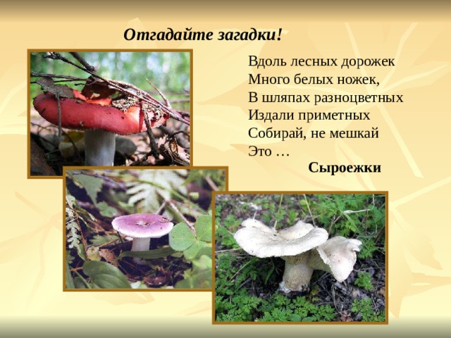 Отгадайте загадки! Вдоль лесных дорожек Много белых ножек, В шляпах разноцветных Издали приметных Собирай, не мешкай Это … Сыроежки Вдоль лесных дорожек много белых ножек, В шляпах разноцветных издали приметных собирай, не мешкай это … Сыроежки. 
