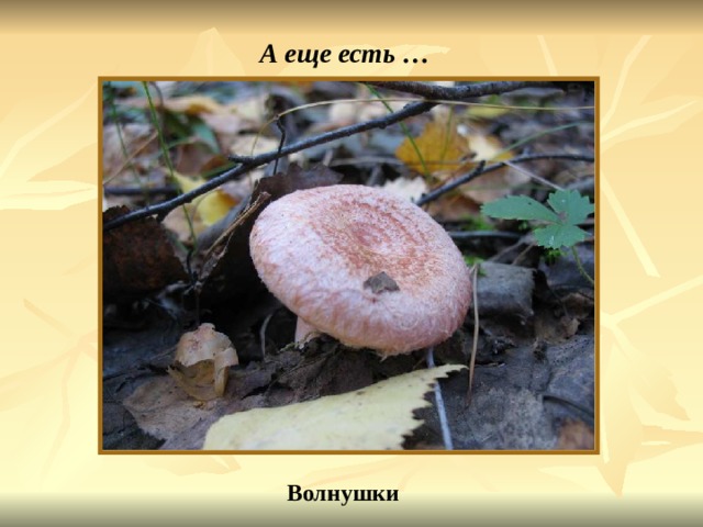 А еще есть … Волнушки Волнушка. 
