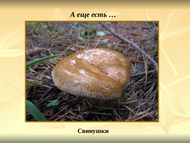 А еще есть … Свинушки Свинушки. 