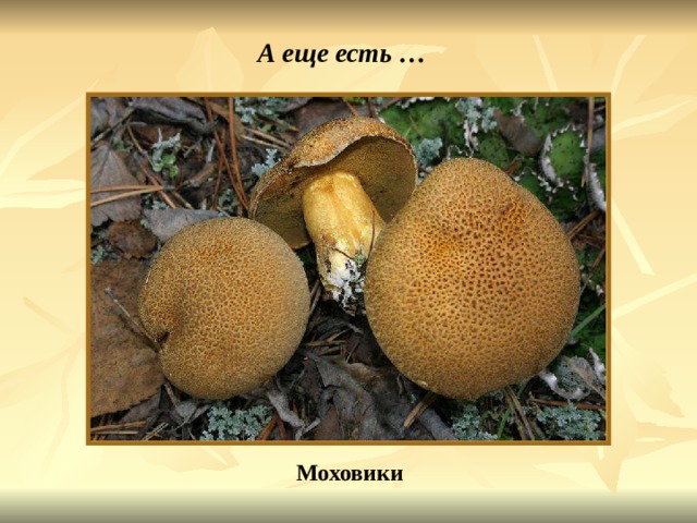 А еще есть … Моховики Моховик. 