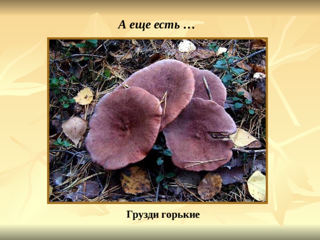 А еще есть … Грузди горькие Груздь горький. 