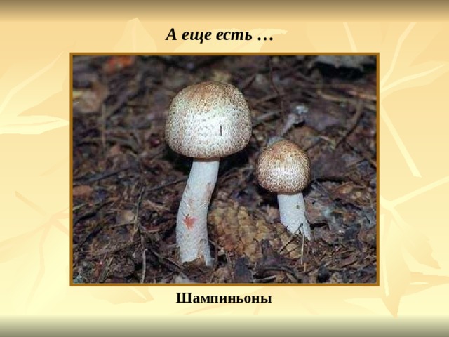 А еще есть … Шампиньоны 