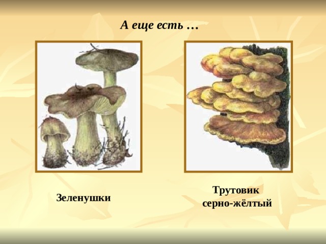 А еще есть … Трутовик серно-жёлтый Зеленушки 