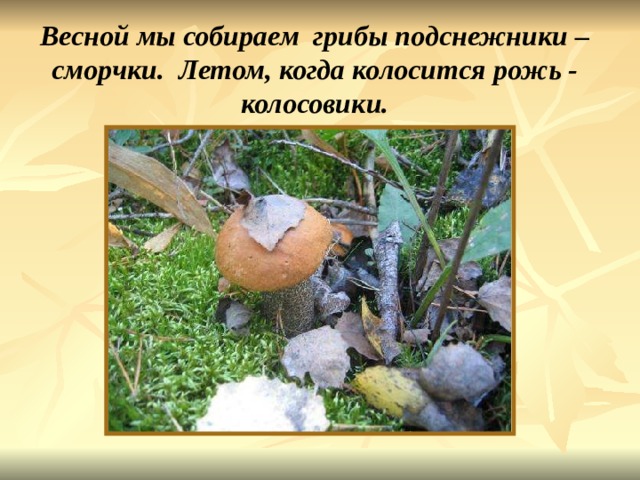 Весной мы собираем грибы подснежники – сморчки. Летом, когда колосится рожь - колосовики. Учёные долгое время не могли решить, что это вообще такое грибы? К группам животных и растений они не подходят. В старину многие думали, что они появляются от росы, от ударов молнии, от гниения веществ. И в 19 веке их выделили в отдельное царство. В нашей стране 200 видов грибов. Грибники собирают 15 видов, а заядлые берут до 25. Весной мы собираем грибы подснежники – сморчки. Летом, когда колосится рожь - колосовики. 