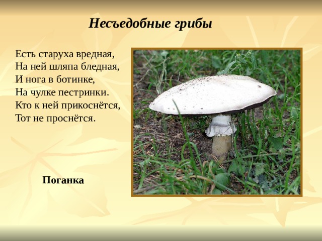 Несъедобные грибы Есть старуха вредная, На ней шляпа бледная, И нога в ботинке, На чулке пестринки. Кто к ней прикоснётся, Тот не проснётся. Поганка Есть старуха вредная, на ней шляпа бледная, И нога в ботинке, на чулке пестринки. Кто к ней прикоснётся, тот не проснётся. Поганка. 