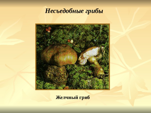Несъедобные грибы Желчный гриб 