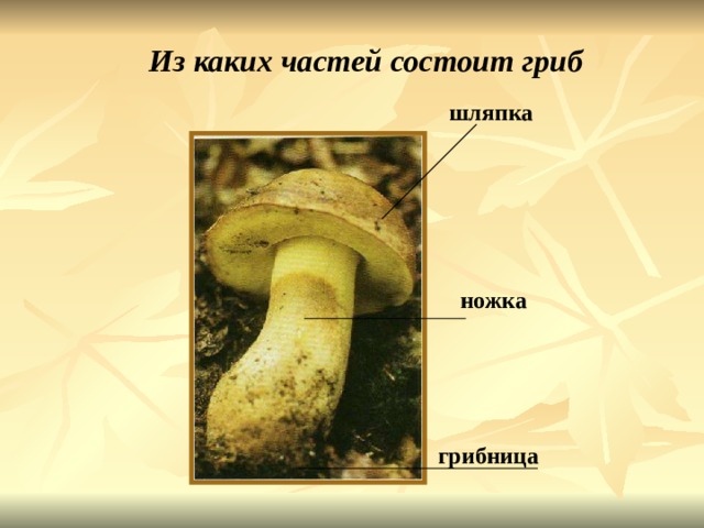 Из каких частей состоит гриб шляпка ножка грибница Шляпка. Ножка. Грибница. Из каких частей состоит гриб. 