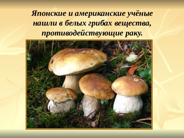 Японские и американские учёные нашли в белых грибах вещества, противодействующие раку. Японские и американские учёные нашли в белых грибах вещества, противодействующие раку. 