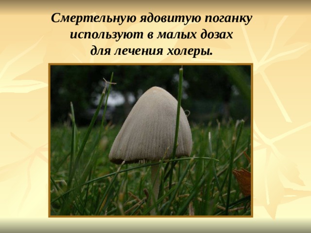 Смертельную ядовитую поганку используют в малых дозах для лечения холеры. Смертельную ядовитую поганку используют в малых дозах для лечения холеры. 