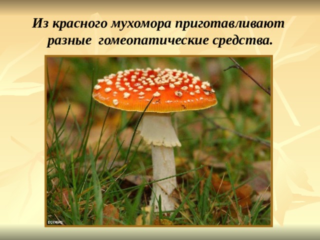Из красного мухомора приготавливают  разные гомеопатические средства. Из красного мухомора приготавливают разные гомеопатические средства. 